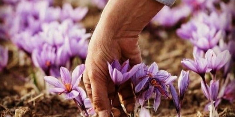 saffron thread